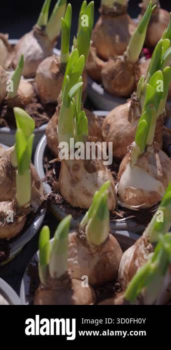 Flower bulbs sprouts closeup Stock Videos & Footage - HD and 4K Video ...