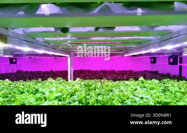 Indoor vertical farm with rows of leafy greens under purple LED grow ...
