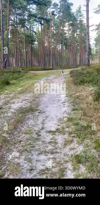 Happy dog running on forest trail under tall pine trees in summer day ...