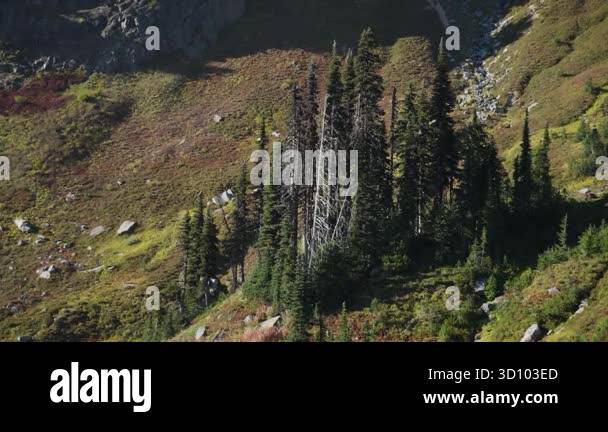 Beautiful view of tall pine trees growing on a rocky mountain slope ...