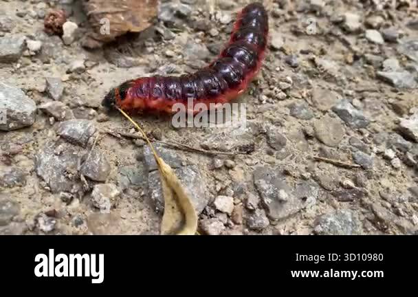Large goat moth caterpillar, Cossus cossus, moving quickly on dry soil ...