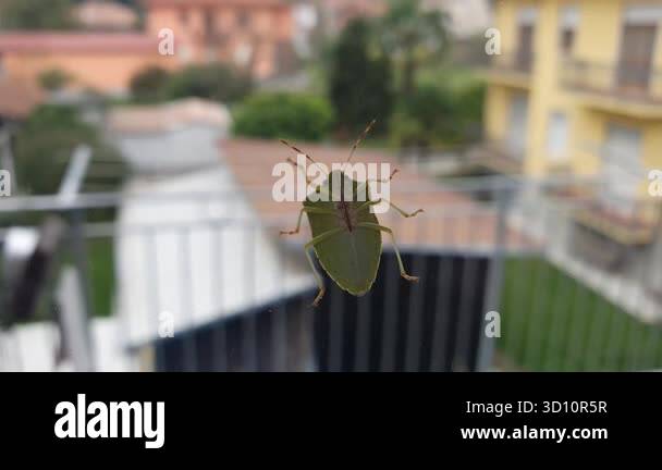 Realistic macro video of a stink bug slowly walking on transparent ...