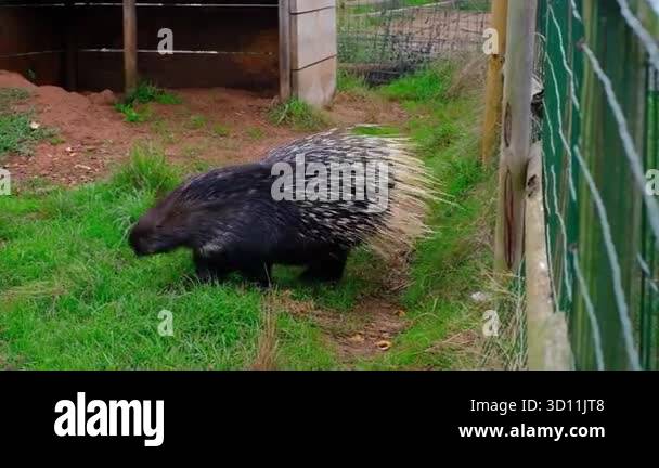 A wildlife video of a large African Crested Porcupine Hystrix cristata ...