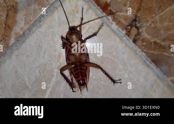 Why do cockroaches flip onto their backs and thrash before dying?.Near ...