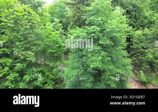 Lush green forest scene showcasing the vibrant foliage and natural ...