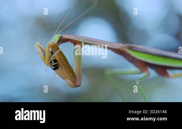Praying mantis hunting eating wasp Stock Videos & Footage - HD and 4K ...
