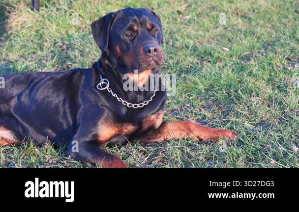 Serious black attentive Rottweiler breed dog with an iron chain around ...