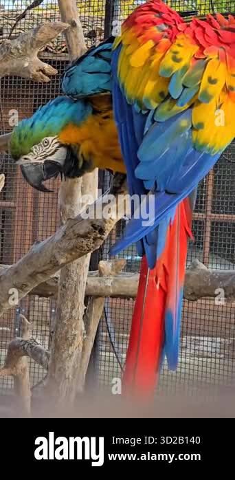 Picture of wo large Macaw parrots, showcasing stunning red, yellow, and blue ...