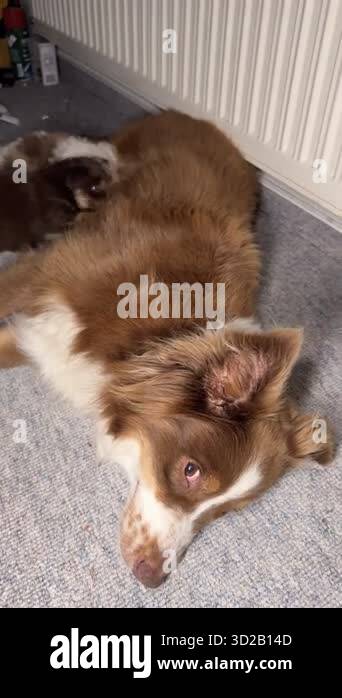 Brown and white dog is resting on the floor next to a small brown and ...