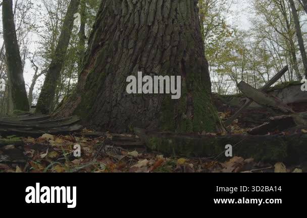 Tree trunk texture flora Stock Videos & Footage - HD and 4K Video Clips ...