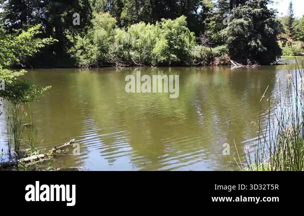Reeds ripple in breeze Stock Videos & Footage - HD and 4K Video Clips ...
