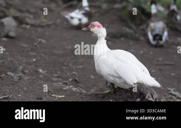 Back view of duck Stock Videos & Footage - HD and 4K Video Clips - Alamy