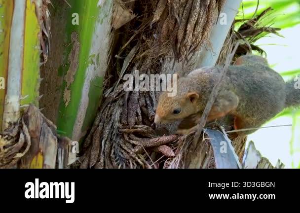 Rama animal Stock Videos & Footage - HD and 4K Video Clips - Alamy