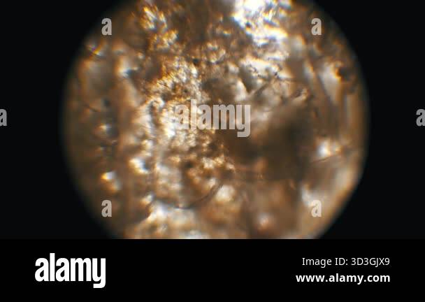 Microscopic view of paper Stock Videos & Footage - HD and 4K Video ...