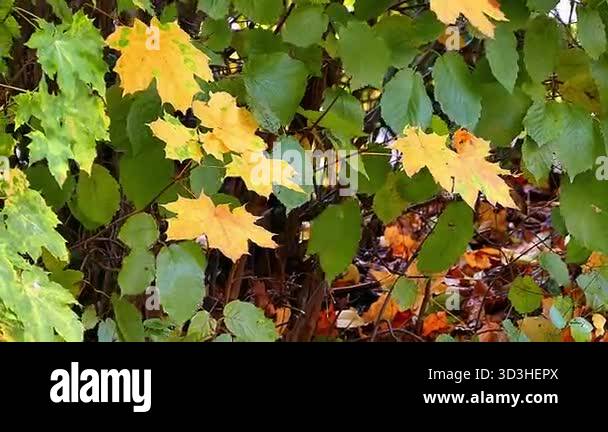 beautiful autumn leaves, fall season flora Stock Video Footage - Alamy