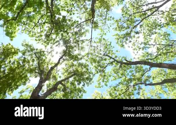 looking-up-through-green-tree-canopy-toward-bright-sky-in-a-lush-forest