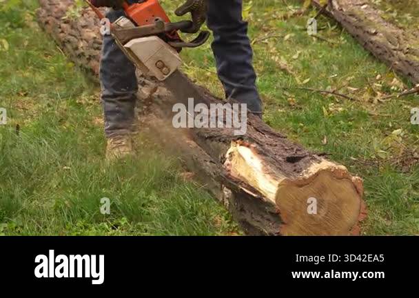 Close-up of a worker cutting a thick tree trunk with a chainsaw ...