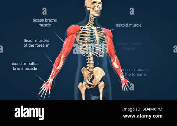 3D animation showing human arm muscles including biceps, triceps ...