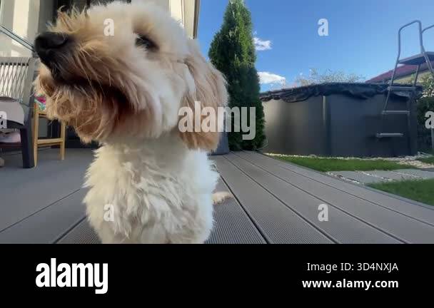 Cute maltipoo dog licking nose Stock Videos & Footage - HD and 4K Video ...