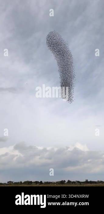 Dense flock of birds swirling in cloudy sky. Abstract natural pattern ...