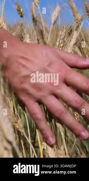Mans hand gently touching the golden ears of wheat in a rural field ...