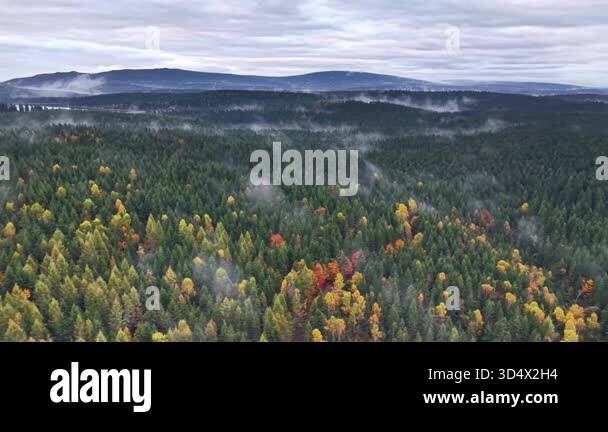 Fresh Look at Serene Landscape Of Fogcovered Evergreen Hills Elevated Perspective Of