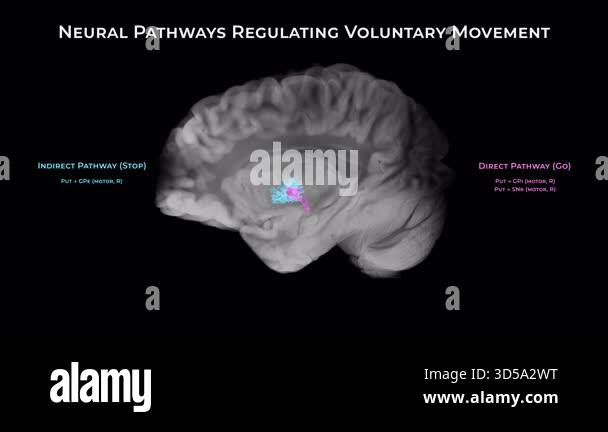Basal ganglia motor circuit shows direct, indirect, and hyperdirect ...