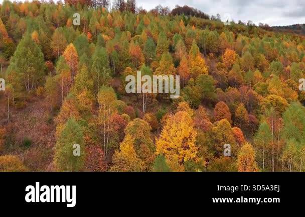 Spectacular Fall Tree Panoramic aerial view of a mountain hillside covered in vibrant ...