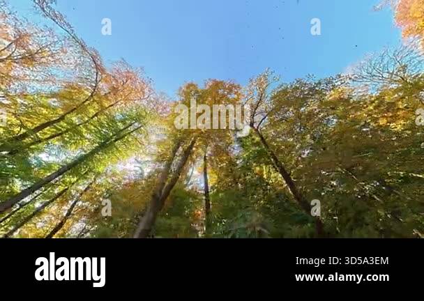 Worms-eye view looking up at the high autumn forest canopy against a ...