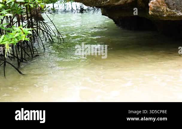 Waves gently lap against mangrove roots Stock Video Footage - Alamy