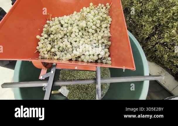 Picture of grapes pouring through chute, closeup of fruit moving through ...