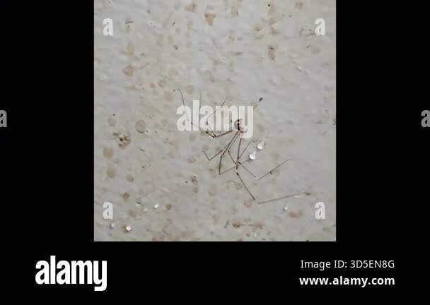 Cellar spider cover with light cobweb,hanging and hiding on wall at ...