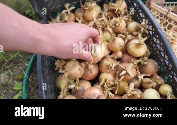 Hand sorting onion bulbs in crate, gardener inspects small brown sets ...