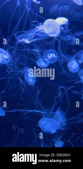 Many jellyfish drift in an aquarium illuminated by bright neon lights ...