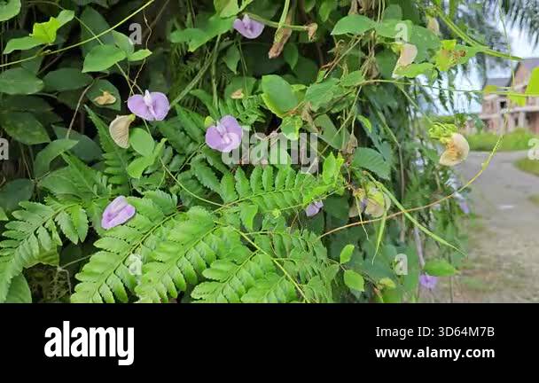 wild creeping violet spurred butterfly pea flower vine clinging among ...