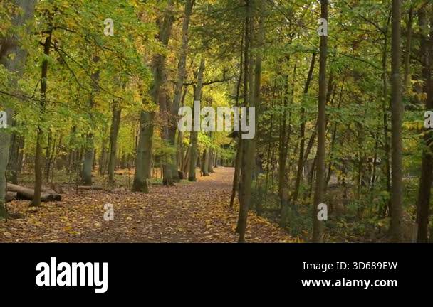 Technical stock footage (7 seconds, 4K) of a park scene during the leaf ...