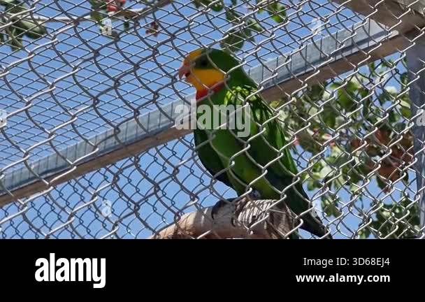 Fresh Look at A Green Parrot With A Striking Yellow And Red Head