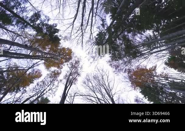 Smooth rotating video looking up at vibrant autumn trees in a peaceful ...