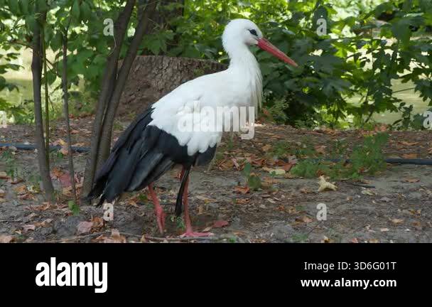 White stork in zoo. Storks - large, long-legged, long-necked wading ...