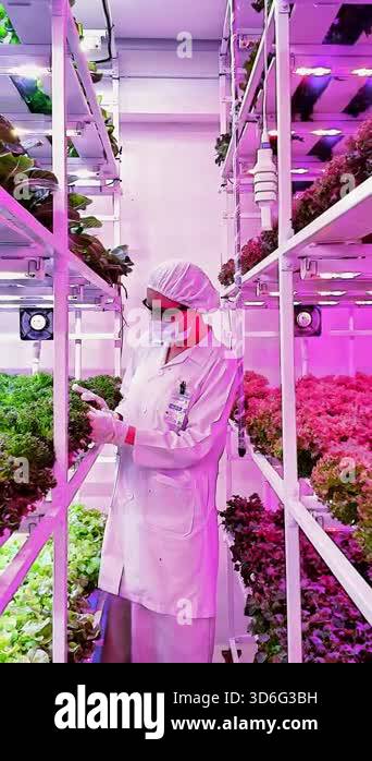 Scientist inspects leafy greens in a vertical hydroponic farm under LED ...
