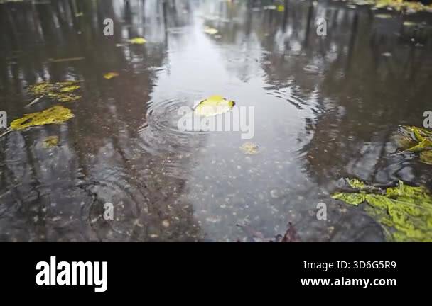 Slow motion closeup of autumn heavy rain drops falling into puddles on ...