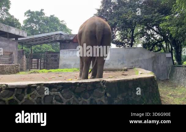 Asian elephant eating small vegetables snack in a zoo, wagging tail ...