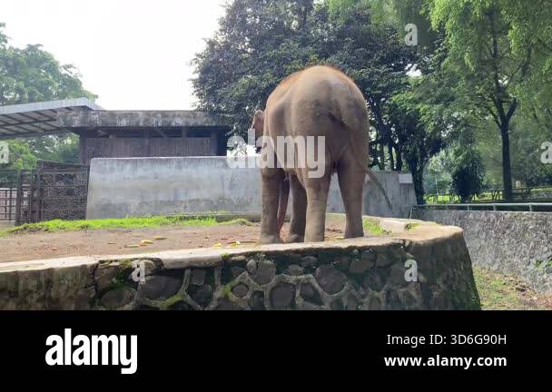 Asian elephant eating small vegetables snack in a zoo, wagging tail ...