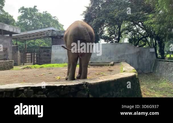 Asian elephant eating small vegetables snack in a zoo, wagging tail ...