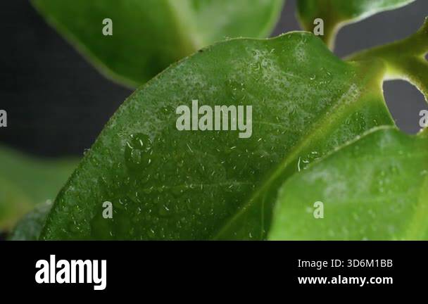 Humid foliage. Water texture. Defocused nature color plant rain drop ...