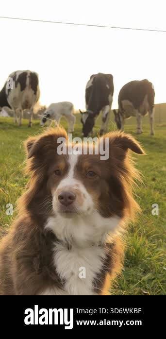 Brown and white dog is standing in a field with cows. The dog is ...