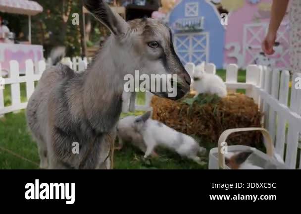 A young goat eating greens near several rabbits in an outdoor petting ...