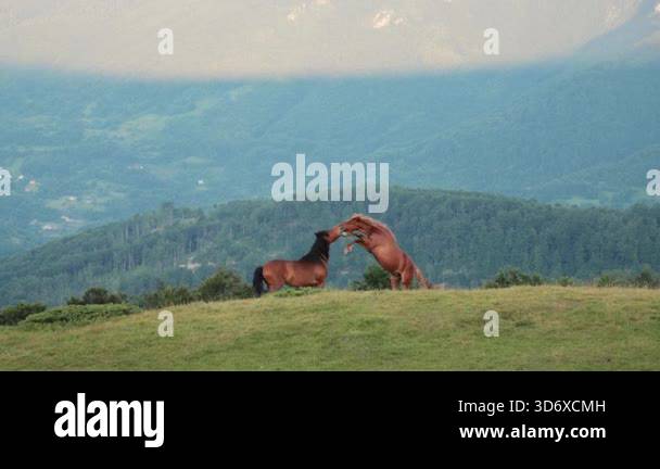 Two horses stand side by side in relaxed postures on a grassy ridge ...
