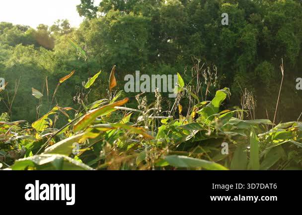 Swallows Flying Swiftly Above Green Tropical Vegetation Catching ...