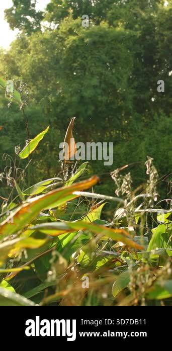 Vertical video. Swallows Flying Swiftly Above Green Tropical Vegetation ...